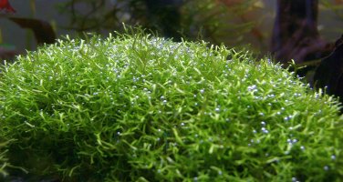 Trhutka plovoucí (Riccia fluitans) – Oliver Risteski / Shutterstock