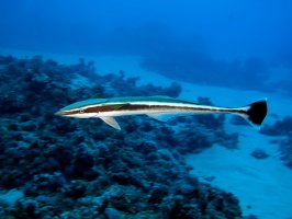 Štítovec lodivod (Echeneis naucrates) – Cigdem Sean Cooper / Shutterstock