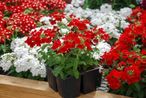 Šlechtěný zahradní kultivar sporýše (Verbena tenera) – Yui Yuize / Shutterstock