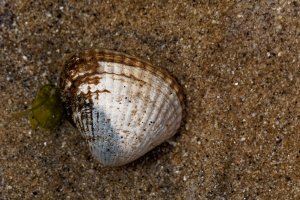 Srdcovka jedlá (Cerastoderma edule) – ChWeiss / Shutterstock