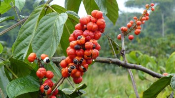 Guarana (Paullinia cupana) – guentermanaus / Shutterstock