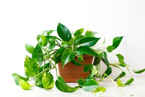 Potos Epipremnum aureum – usmee / Shutterstock