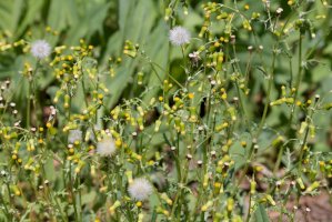Starček obecný (Senecio vulgaris) – Kazakov Maksim/Shutterstock