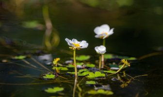 Lakušník vodní (Batrachium aquatile) – Space creator / Shutterstock