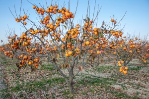 Tomel japonský (Diospyros kaki), známý též jako persimon, z řádu ebenotvaré – Mehmet Cetin / Shutterstock