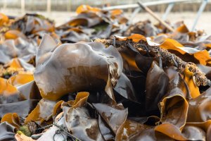 Jedlá mořská řasa Kombu (Laminaria japonica) – Kittisak Chysree / Shutterstock