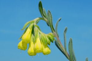 Kvetoucí ruměnice Onosma taurica – Andriy Nekrasov / Shutterstock
