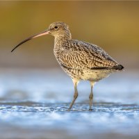 Koliha velká – Rudmer Zwerver / Shutterstock
