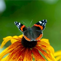 Babočka admirál (Vanessa atalanta) – Dmitri Kalvan/Shutterstock