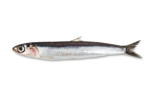 Sardel obecná (Engraulis encrasicolus) známá též jako ančovička, z čeledi sardelovitých – Walter Bilotta / Shutterstock