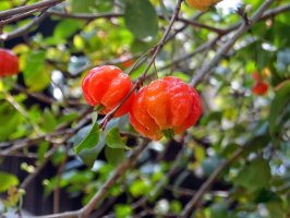 Eugenie jednokvětá (Eugenia uniflora), známá též pod názvem martej nebo hřebíčkovec – Julceia Camillo / Shutterstock