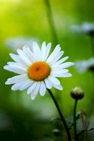 Kopretina – Photo by Adalia Botha on Unsplash