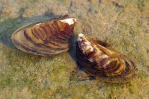 Slávička mnohotvárná (Dreissena polymorpha) – Luka Hercigonja / Shutterstock