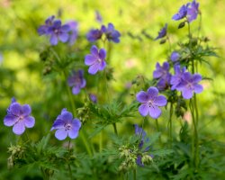 Kakost luční – LeniKovaleva/Shutterstock