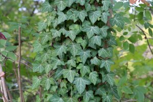 Břečťan popínavý (Hedera helix) – Maleo/Shutterstock