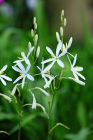 Bělozářka liliovitá (Anthericium liliago) – Ole Schoener / Shutterstock
