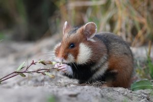 Křeček polní (Cricetus cricetus) – CezaryKorkosz / Shutterstock