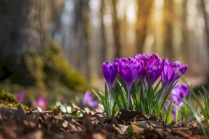 Šafrán Heuffelův (Crocus heuffelianus) – Brum/Shutterstock