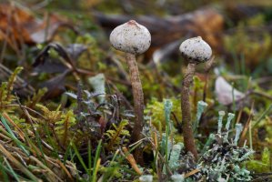 Palečka zimní (Tulostoma brumale) – igor.kramar.shots / Shutterstock