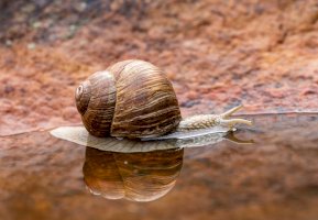 Hlemýžď zahradní – Photo by Zdeněk Macháček on Unsplash
