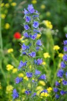 Hadinec obecný (Echium vulgare) – Vahan Abrahamyan/Shutterstock