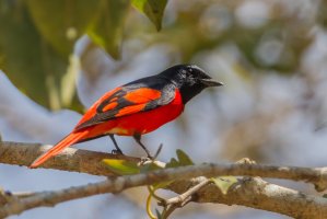 Suříkovec šarlatový (Pericrocotus flammeus), sameček, Thajsko – kajornyot wildlife photography / Shutterstock