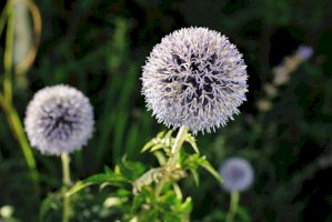 Bělotrn kulatohlavý (Echinops sphaerocephalus) – godrick/Shutterstock