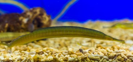 Jehla hranatá (Syngnathus acus) – Charlotte Bleijenberg / Shutterstock