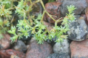 Chmerek roční (Scleranthus anuus) – Henri Koskinen / Shutterstock