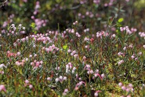 Kyhanka sivolistá (Andromeda polifolia) – Grigorii Pisotsckii/Shutterstock