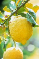Citroník (Citrus limon) – Profimedia.cz