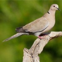 Hrdlička zahradní – Erni / Shutterstock