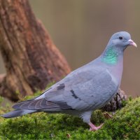 Holub doupňák – Sylvia Adams / Shutterstock