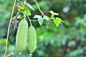 Lufa válcovitá (Luffa cylindrica) – pisitpong2017 / Shutterstock
