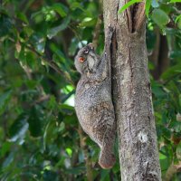 Letucha malajská (Galeopterus variegatus) – thawats / Depositphotos