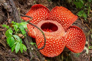 Raflézie Arnoldova (Rafflesia Arnoldii), největší květina světa – Mazur Travel / Shutterstock