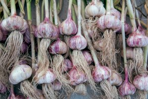 Česnek setý (Allium sativum) – Starikov Pavel/Shutterstock