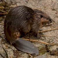 Bobr evropský (Castor fiber) – Podolnaya Elena/Shutterstock