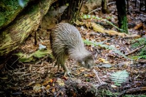 Kivi jižní (Apteryx australis) – Harvepino / Shutterstock