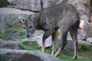 Goral sečuánský (Nemorhaedus griseus) – Vladimir Wrangel / Shutterstock