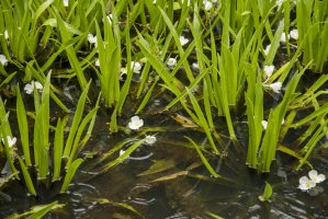 Řezan pilolistý (Stratiotes aloides) – Wiert nieuman / Shutterstock