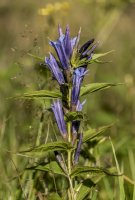 Hořec tolitovitý (Gentiana asclepiadea) – Michael Nosek/Shutterstock