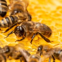 Trubec mezi dělnicemi – Kuttelvaserova Stuchelova / Shutterstock