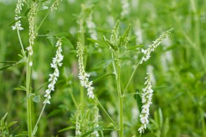 Komonice bílá (Melilotus albus) – Marbury/Shutterstock
