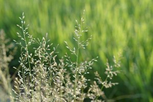 Lipnice roční (Poa annua) – Doikanoy/Shutterstock
