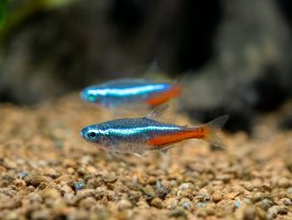 Neonka (Paracheirodon innesi) – Joan Carles Juarez / Shutterstock