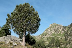 Borovice blatka (Pinus uncinata) – arenysam/Shutterstock
