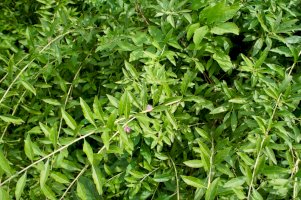 Kustovnice cizí (Lycium barbarum) – mizy/Shutterstock