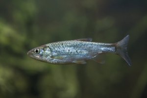 Ouklej obecná (Alburnus alburnus) – Vladimir Wrangel / Shutterstock