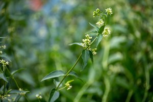 Kvetoucí tolika lékařská (Cynanchum officinale) z čeledi klejichovitých – barmalini / Shutterstock
